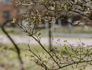 spring in the park