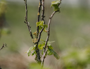 buds on a branch