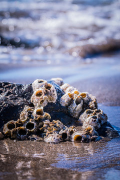 Trinidad  barnacles