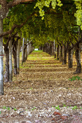 Racimos de uva fresca en viñedos italianos