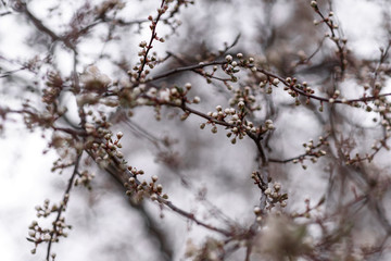 snow covered branches of a tree