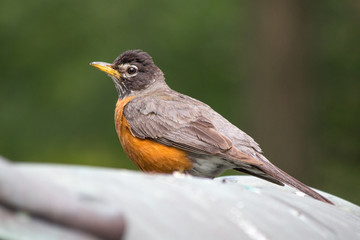 American robin (Wanderdrossel, Turdus migratorius) 