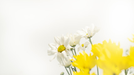 White and yellow daisy flowers with copy space