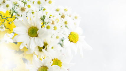 White daisy flowers petal with copy space