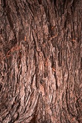 Tree bark close up. Natural, rustic background.