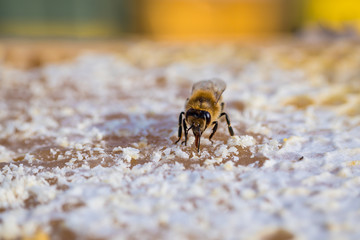 Honey bee on honey comb - obrazy, fototapety, plakaty