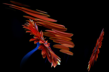 Red gerbera flower and its reflections in a crooked mirror on a black background