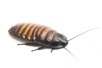 The Madagascar hissing cockroach (Gromphadorhina portentosa) isolated on white background
