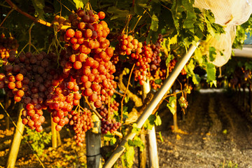 Racimos de uva fresca en viñedos italianos