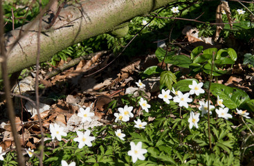 Wood anemone, thimbleweed, Anemone nemorosa, blooms in spring in light deciduous forests. The perennial is a geophyte and belongs to the buttercup family.