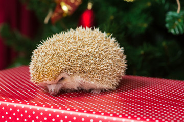 hedgehog on the red background