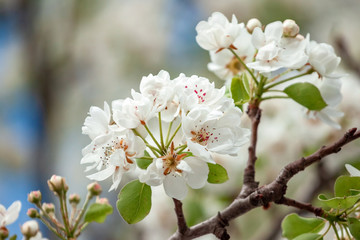 Obraz na płótnie Canvas Flowering branch of pear. blooming spring garden