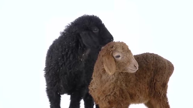 Two little sheep on a white background. Slow motion. Close up