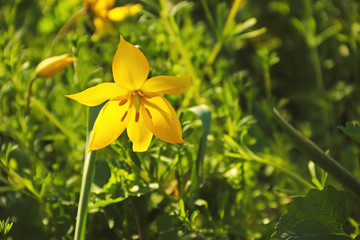 green background with a yellow blooming flower