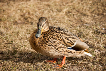 Wild ducks and drakes on the riverbank in spring. A lone female duck.