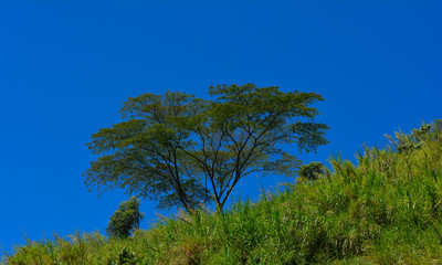 Árbol
