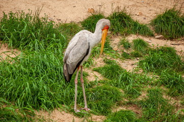 Bird similar to a crane with a long orange beak checks out food in the grass