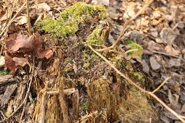 Old stump overgrown with moss