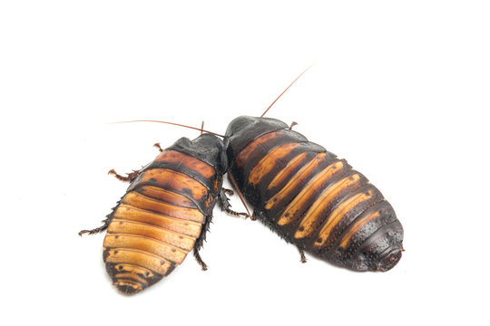 Two pair Madagascar hissing cockroach (Gromphadorhina portentosa) isolated on white background