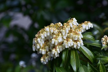 Branches with flowers of Pieris japonica, the Japanese andromeda or Japanese pieris.