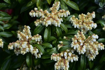 Branches with flowers of Pieris japonica, the Japanese andromeda or Japanese pieris.
