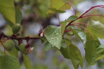 green leaves on a tree