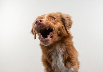 funny face of the dog. happy pet catches food. Nova Scotia Duck Tolling Retriever