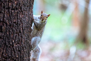 An Eastern Grey squirrel on a spring day in Maryland