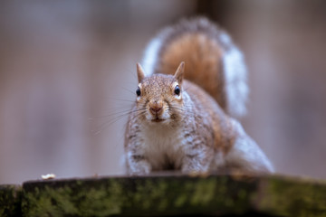 An Eastern Grey squirrel on a spring day in Maryland