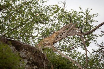 leopard in a tree