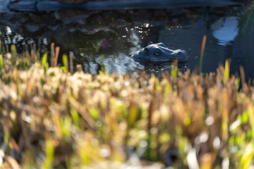 Nilpferd im Gartenteich