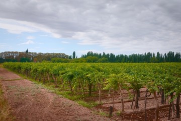 Fototapeta na wymiar Grapevine rows at a vineyard estate in Mendoza, Argentina. Wine industry, agriculture background.