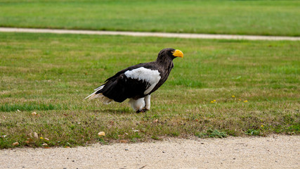 black winged blackbird