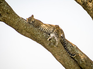 Fototapeta na wymiar Low Angle View Of Leopard Relaxing On Tree Trunk Against Clear Sky