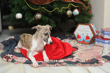 Whippets purebred dogs at the foot of the Christmas tree next to gift boxes