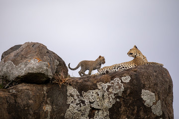 leopard with a young leopard on top of a rock