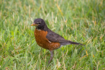 American robin (Wanderdrossel, Turdus migratorius) 