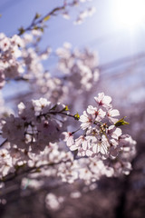 Yoshino cherry blossoms 