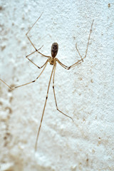 Close-up of a spider on the background of the wall inside the house.