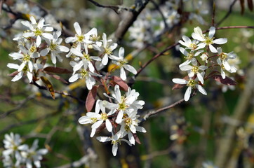 Schlehenblüten
