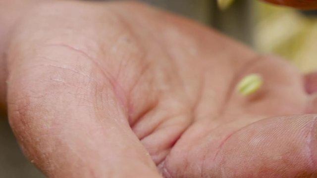 Egyptian farmer in the field goes through in the hands of the wheat