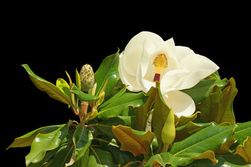 Branch of magnolia tree ( Magnolia grandiflora ) with white flower , bud , cone and green leaves isolated on black background