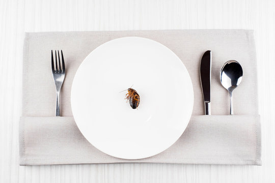 Cockroach in a plate on the background of cutlery in the kitchen.