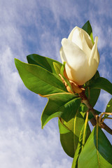 Spring flowers. White beautiful flower of magnolia ( Magnolia grandiflora ) against sky on sunny day