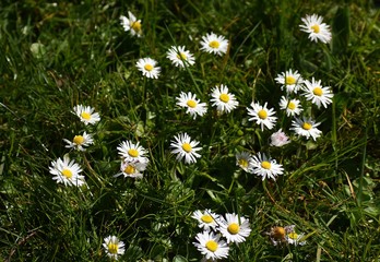 White small flowers of Daisies, Bellis perennis in the garden.   © beres