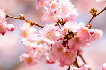 Fototapeta na wymiar Closeup of Wild Himalayan Cherry (Prunus cerasoides) or thai sakura flower