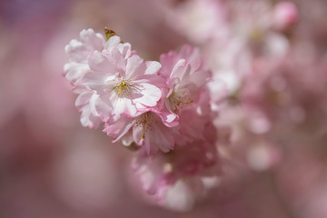 Closeup of Wild Himalayan Cherry (Prunus cerasoides) or thai sakura flower