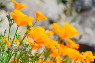 Blooming bush of California poppy at summer backyard garden in Seattle, Washington, USA