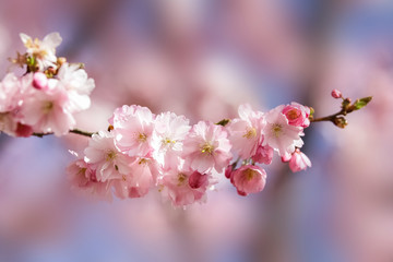 Closeup of Wild Himalayan Cherry (Prunus cerasoides) or thai sakura flower