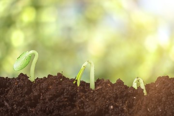 Growth.